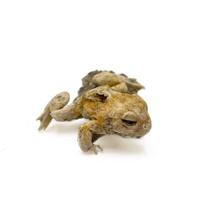 Trona after Frog (Petrified)