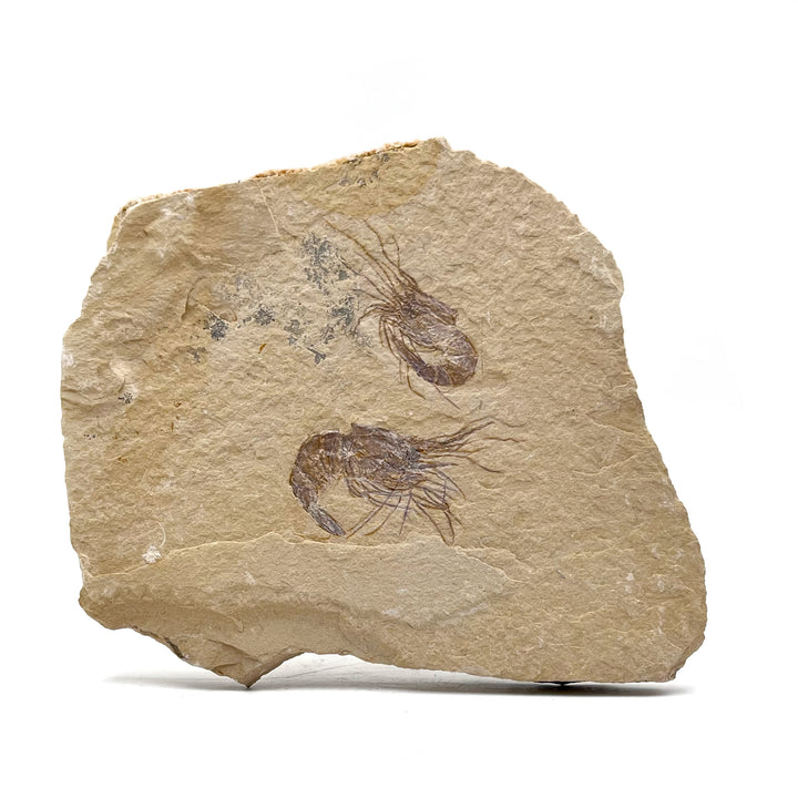 Double Shrimp Fossil Plate