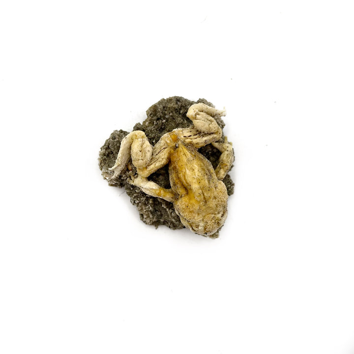 Trona after Frog (Petrified)