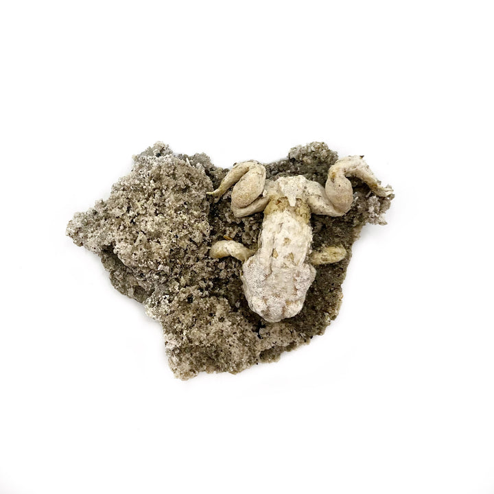 Trona after Frog (Petrified)