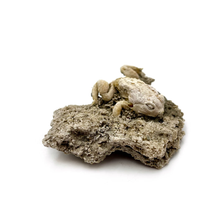 Trona after Frog (Petrified)