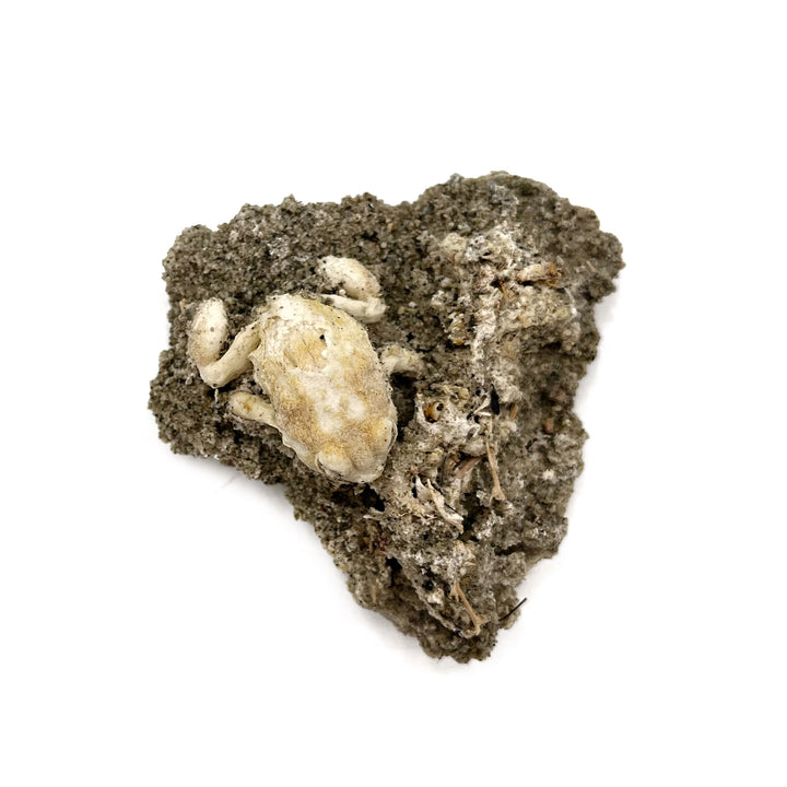 Trona after Frog (Petrified)