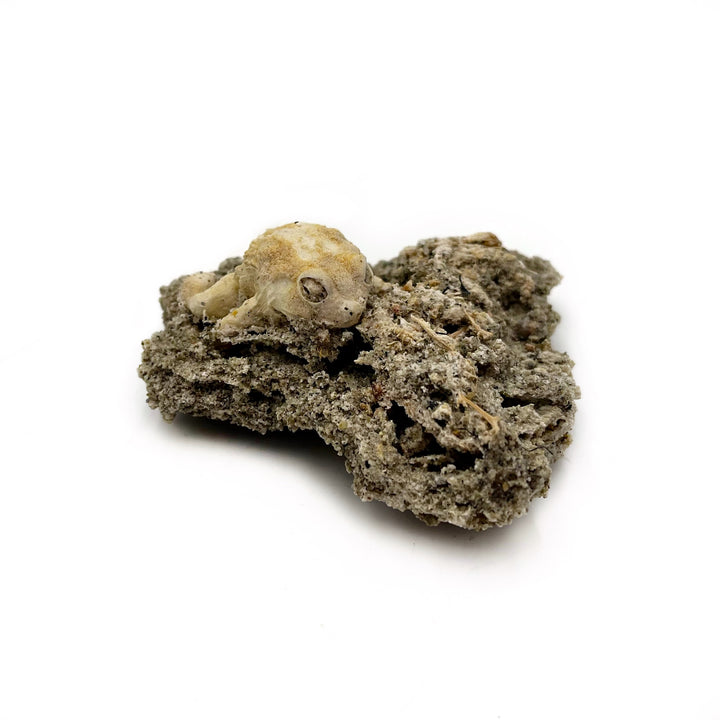 Trona after Frog (Petrified)