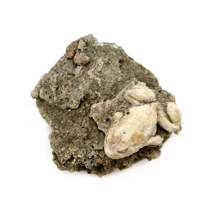 Trona after Frog (Petrified)