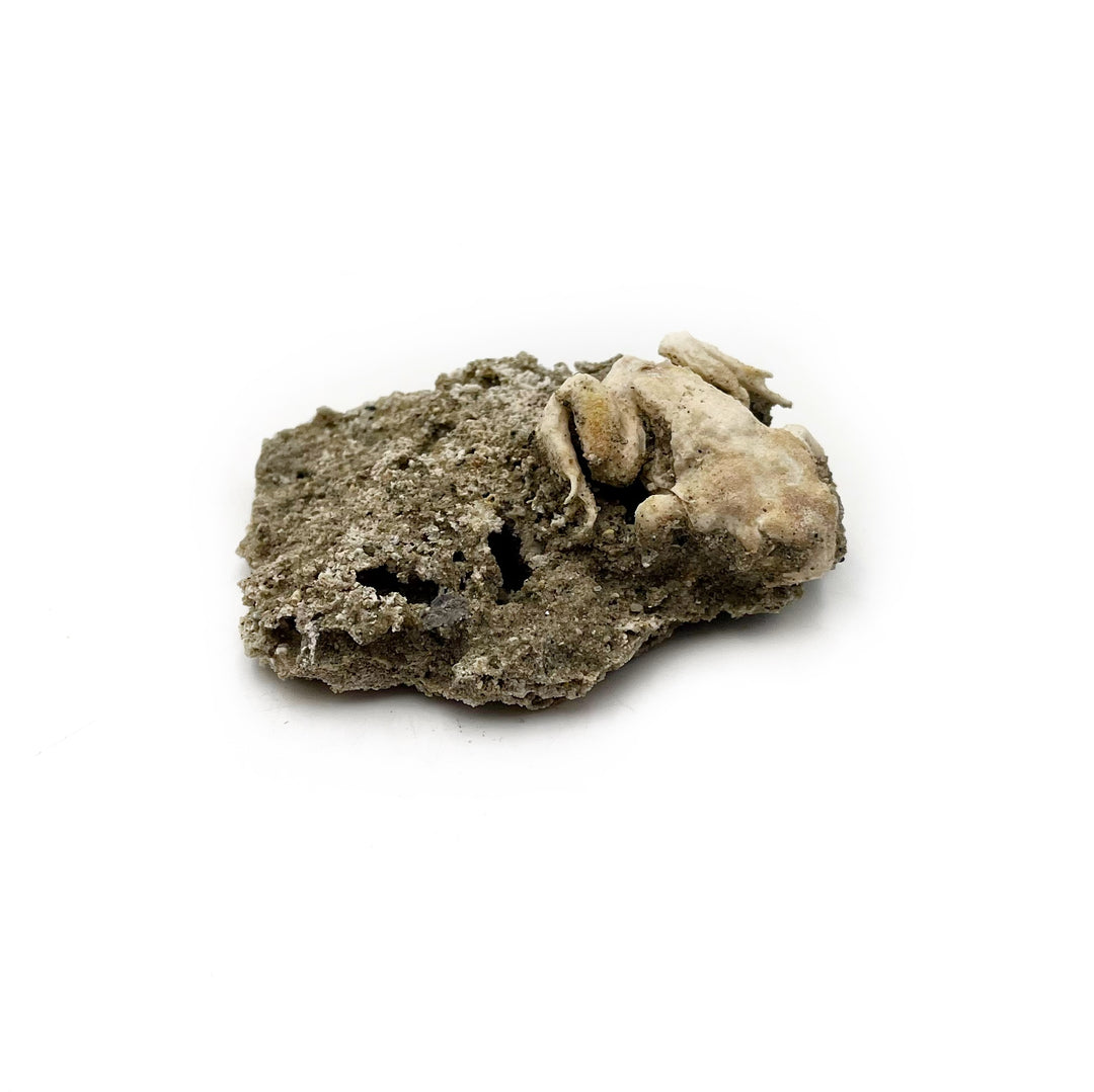 Trona after Frog (Petrified)