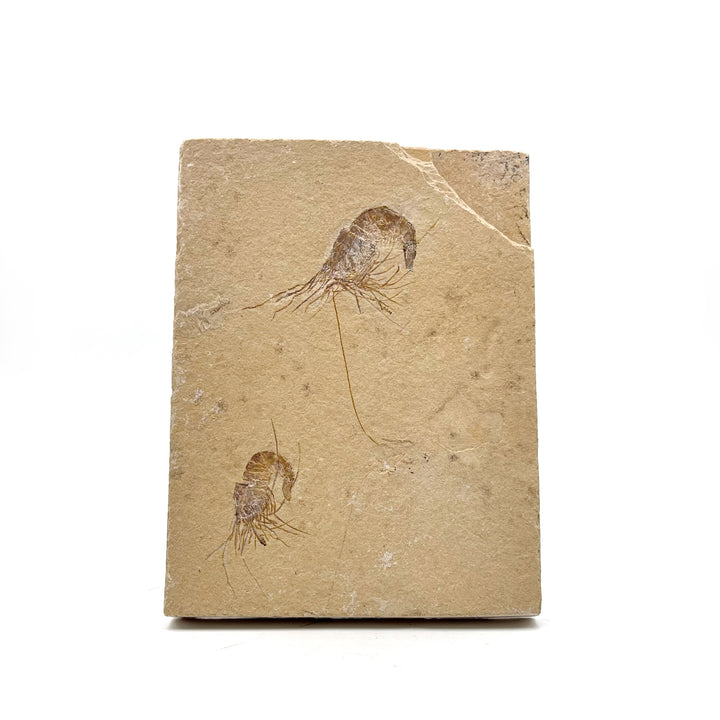 Double Shrimp Fossil Plate