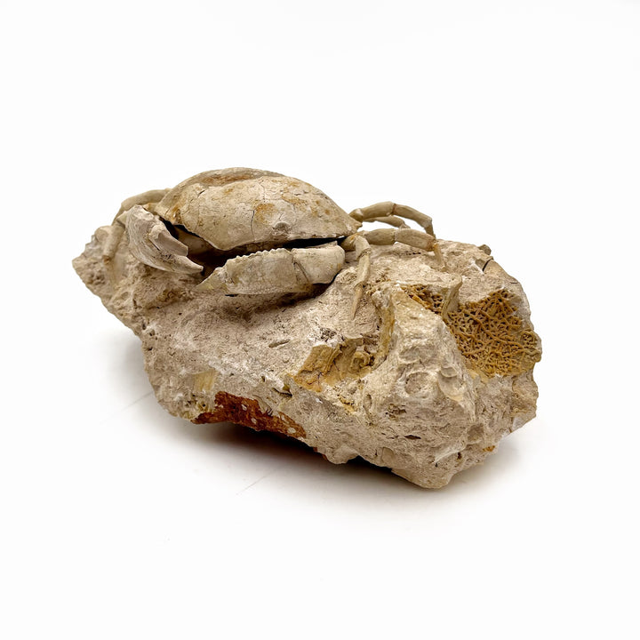 Fossilized Crab on Matrix