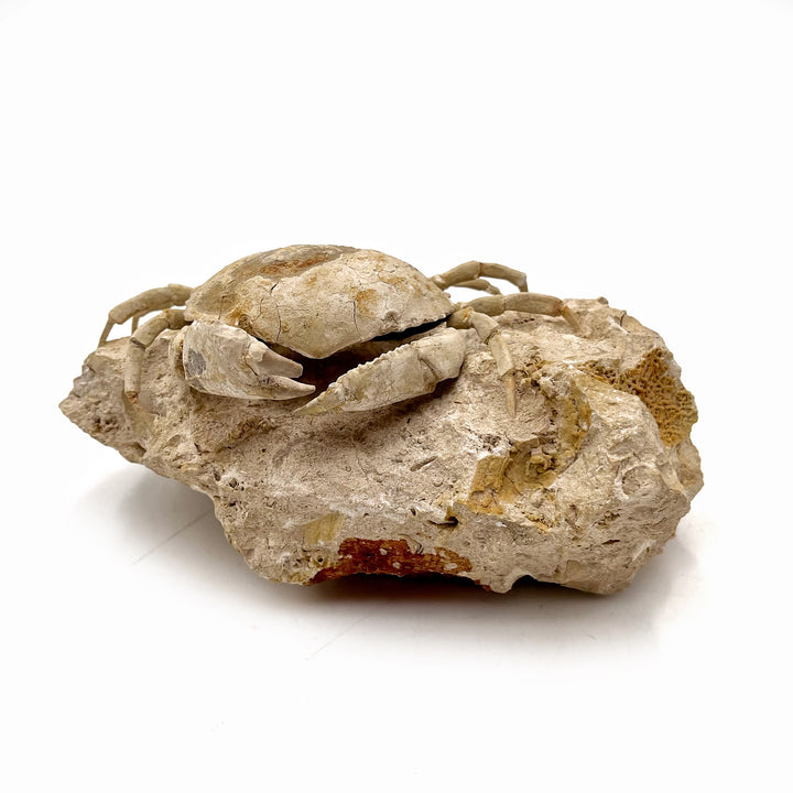 Fossilized Crab on Matrix