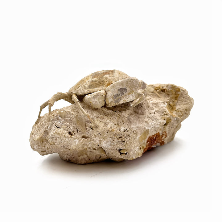 Fossilized Crab on Matrix