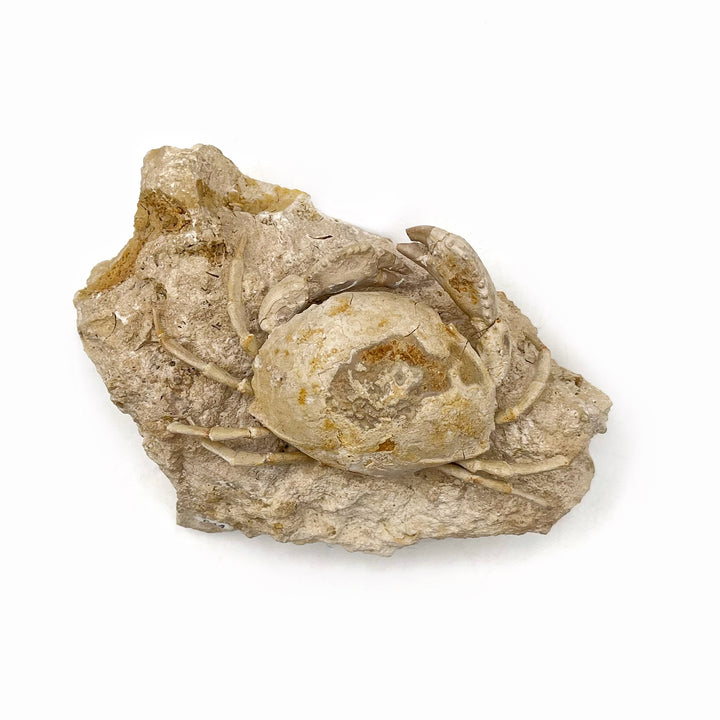 Fossilized Crab on Matrix