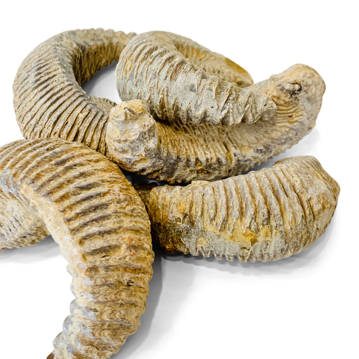 Rastellum "Zig-Zag" Oyster Fossil, Madagascar