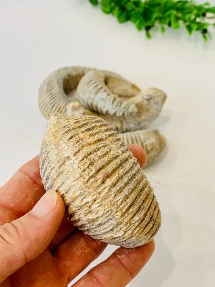 Rastellum "Zig-Zag" Oyster Fossil, Madagascar