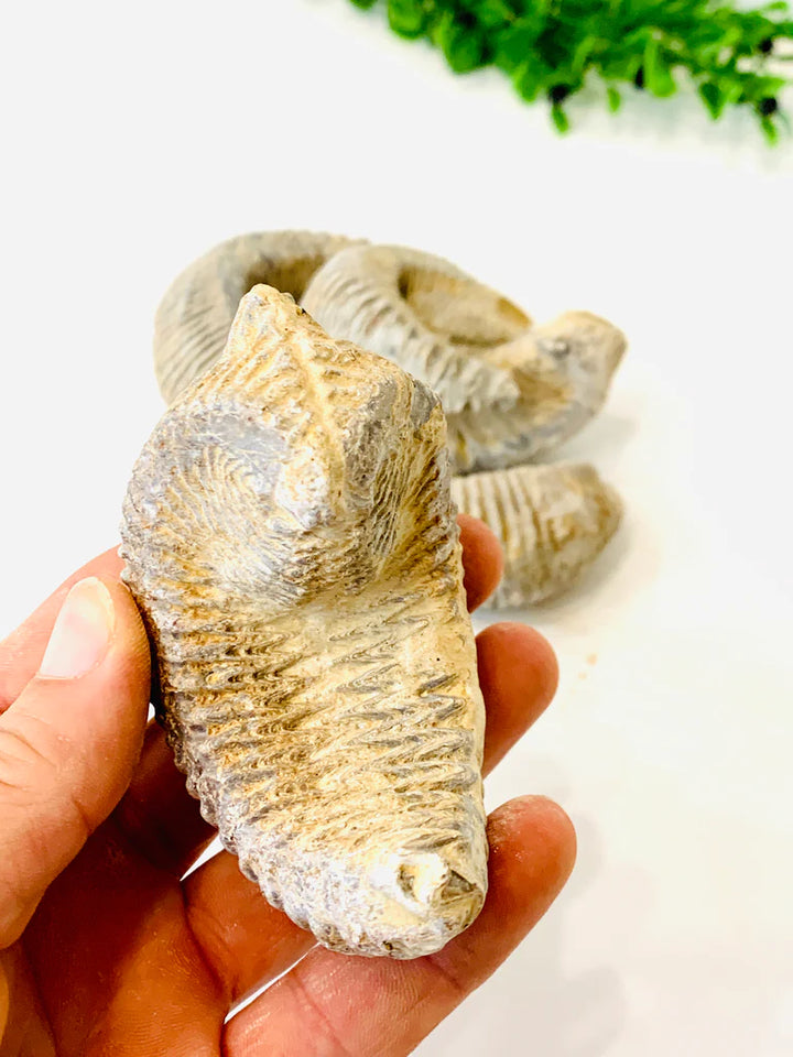 Rastellum "Zig-Zag" Oyster Fossil, Madagascar
