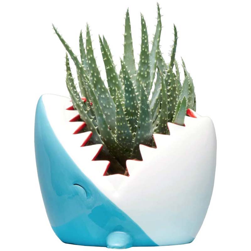 shark succulent planter Shark Planter – Houston Museum of Natural Science