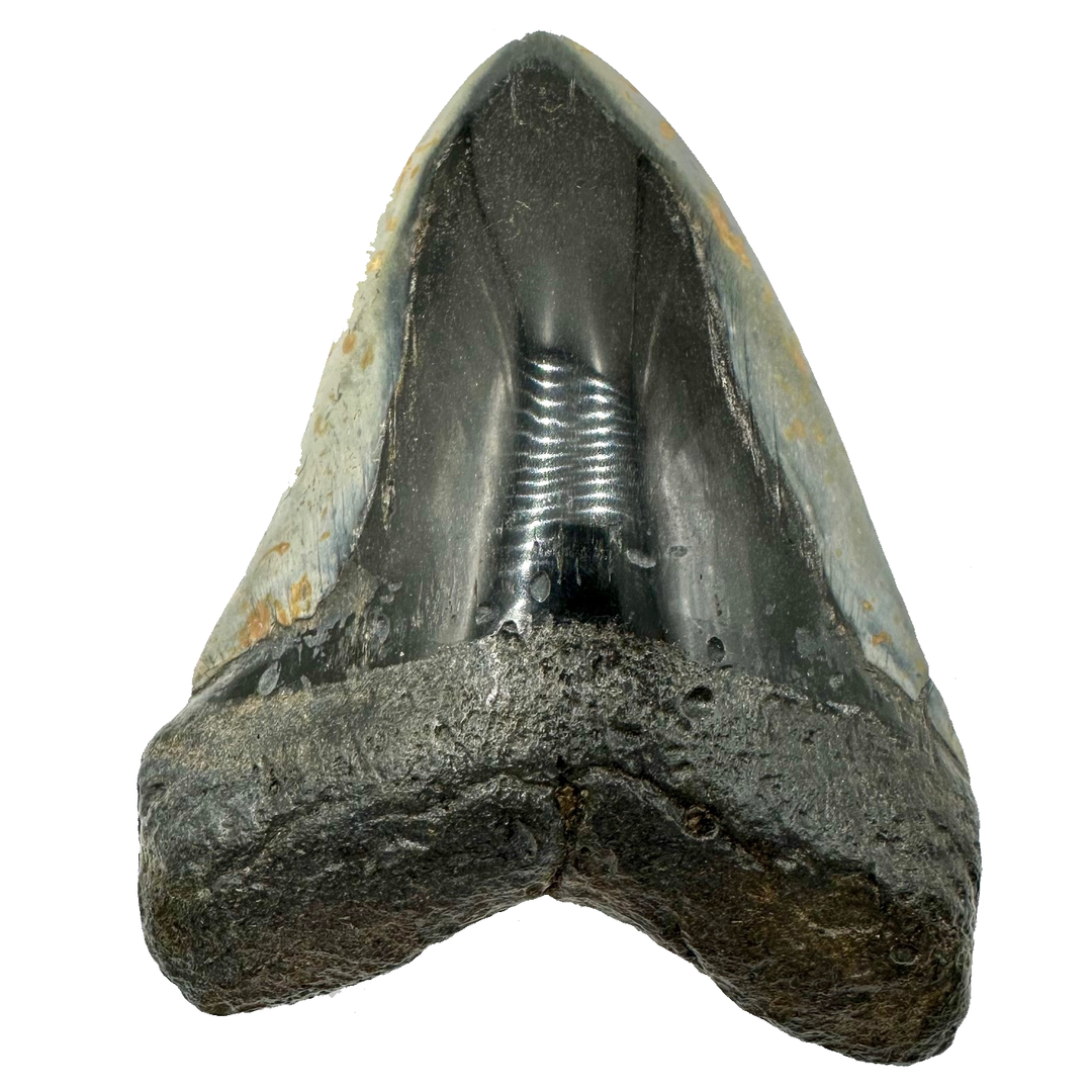 Collector's Megalodon Tooth 5.5 Inches