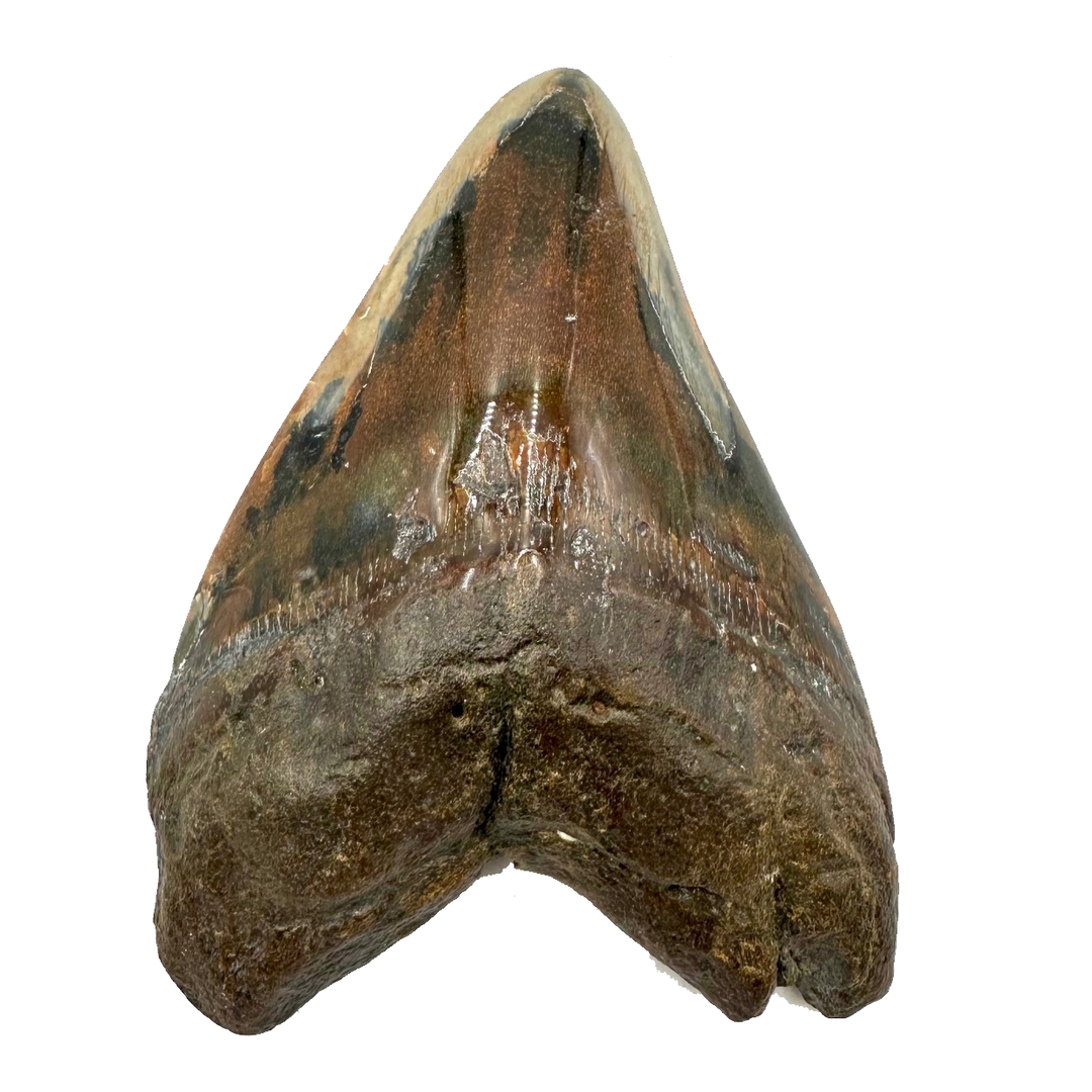 Collector's Megalodon Tooth 5.5 Inches