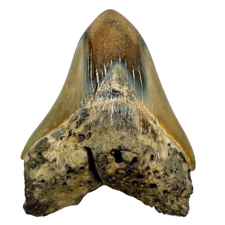 Collectors Megalodon Tooth