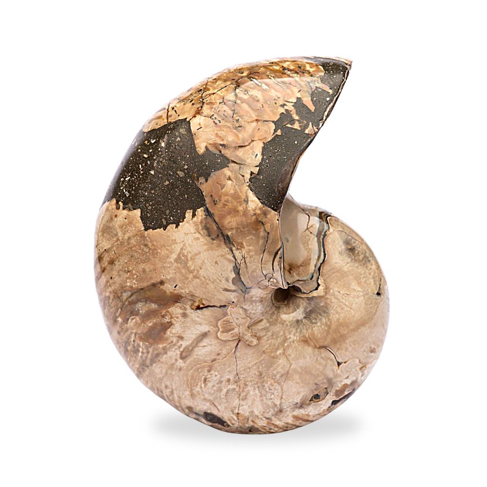 Ammonite Fossil