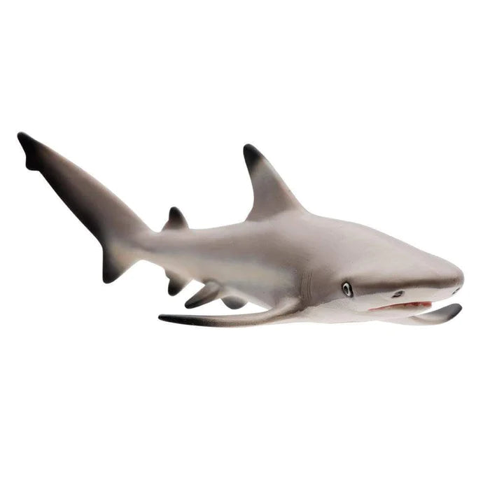 Blacktip Reef Shark