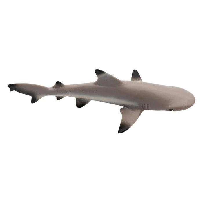 Blacktip Reef Shark