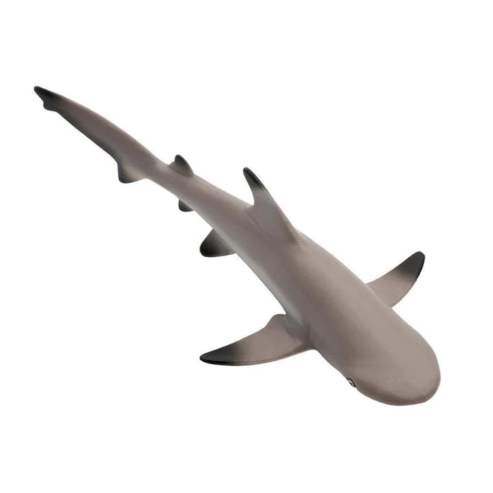 Blacktip Reef Shark