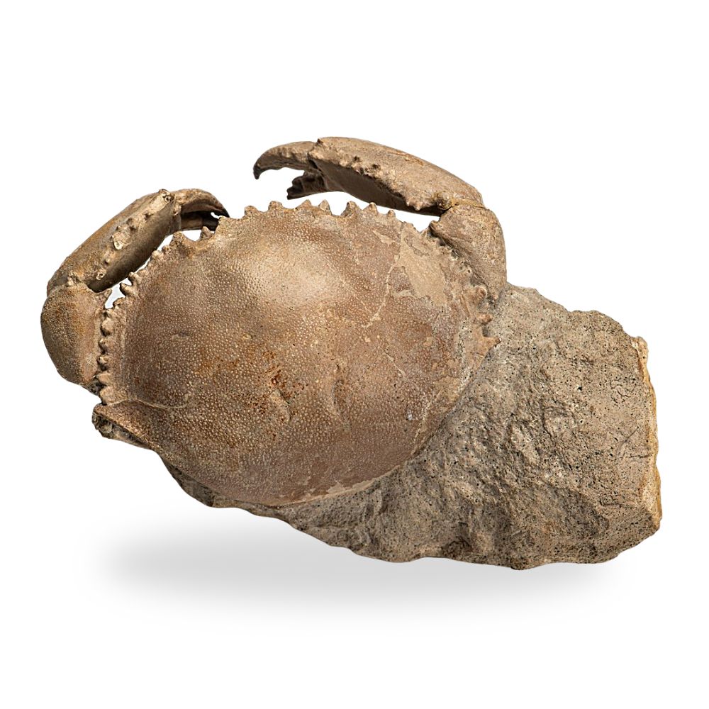 Crab Fossil