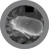 Dust Mite Plush