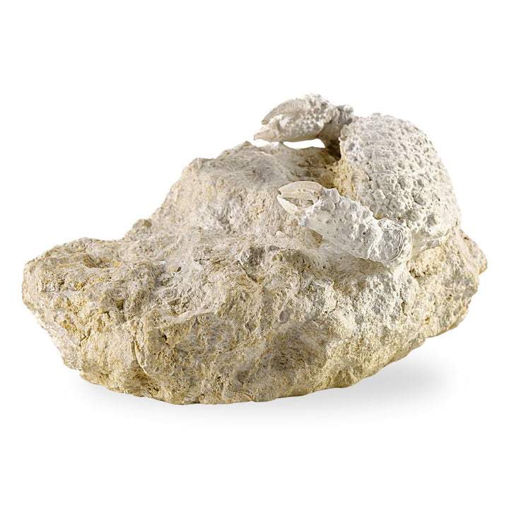 Fossil Crab