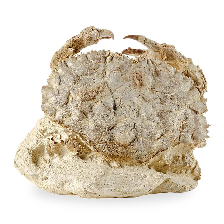 Fossil Crab