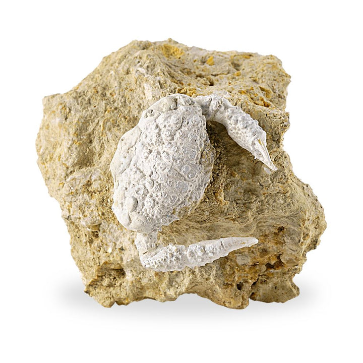 Fossil Crab