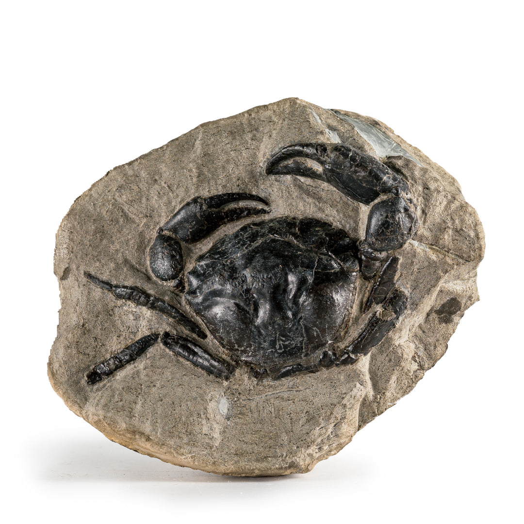 A fossilized crab embedded in a rock specimen.
