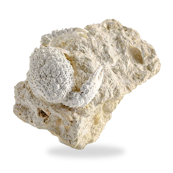 Fossil Crab