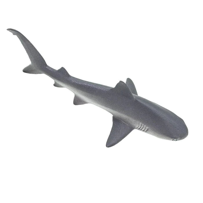 Gray Reef Shark