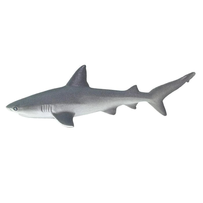 Gray Reef Shark