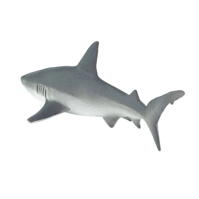 Gray Reef Shark