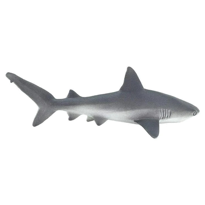 Gray Reef Shark