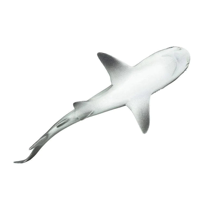Gray Reef Shark