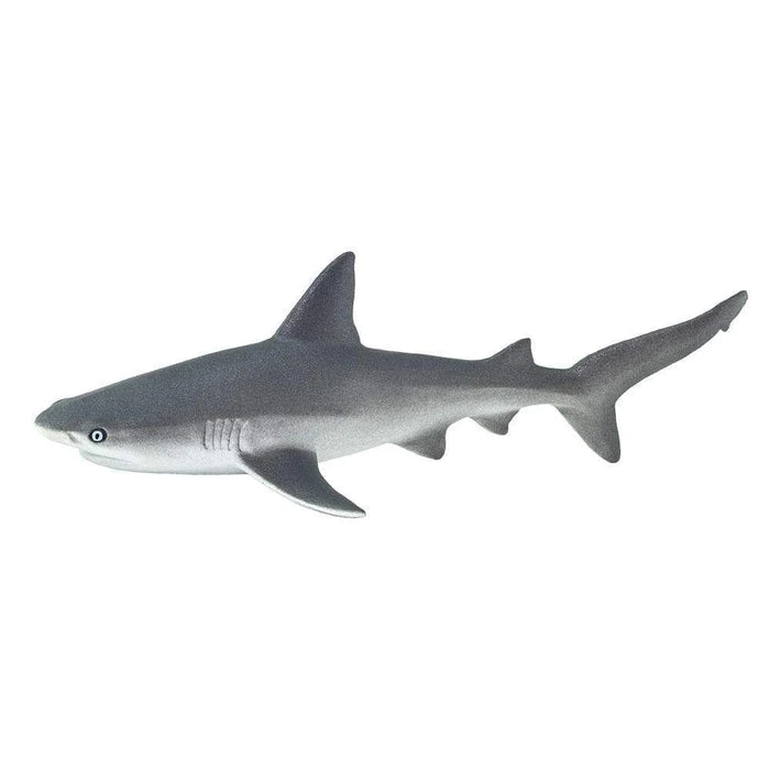 Gray Reef Shark