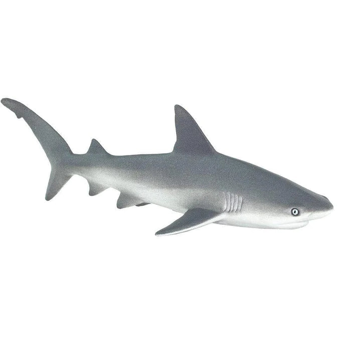 Gray Reef Shark