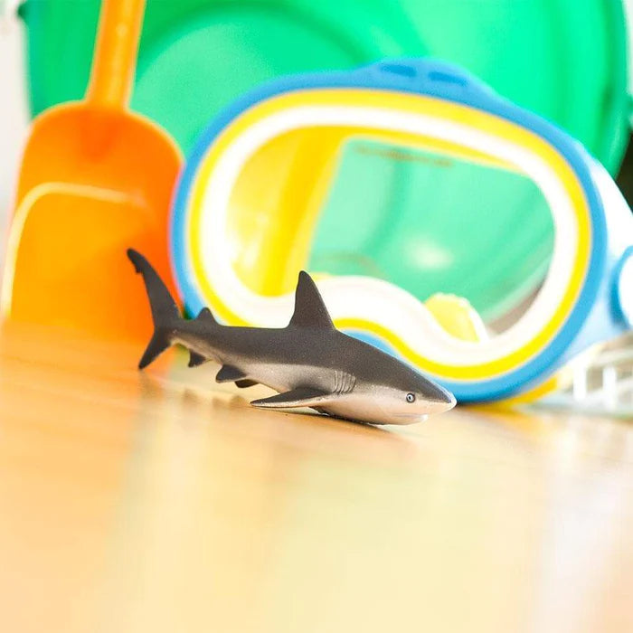 Gray Reef Shark