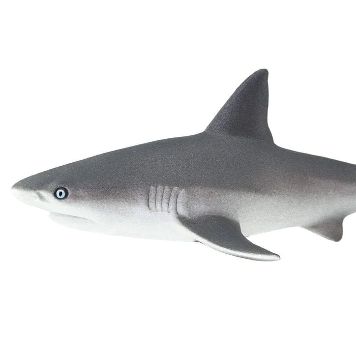 Gray Reef Shark