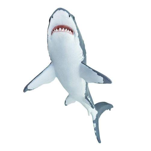 White Shark