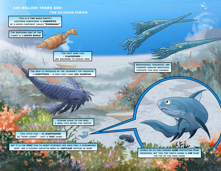 Sharks Book: A 400 Million Year Journey