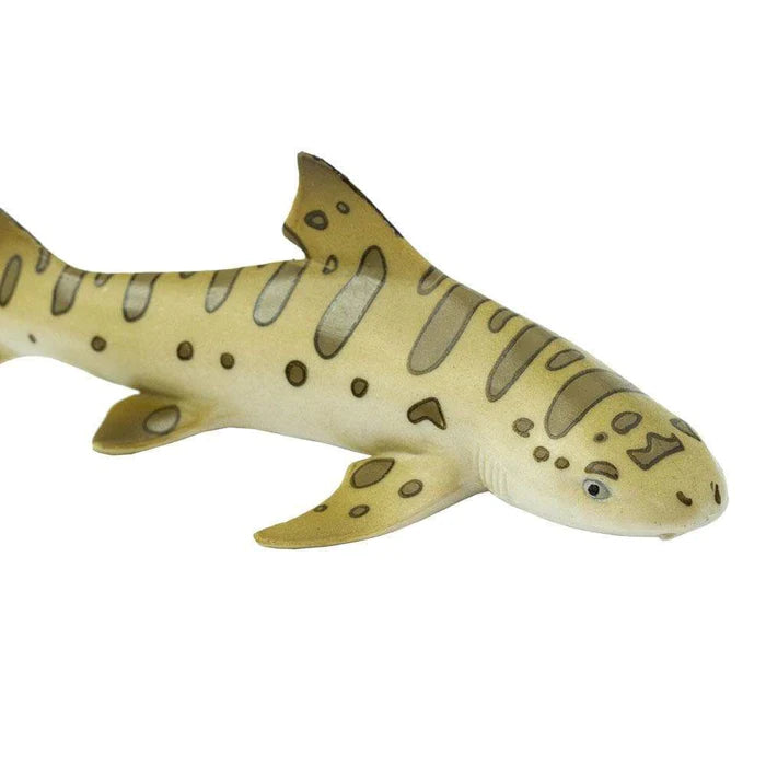Leopard Shark