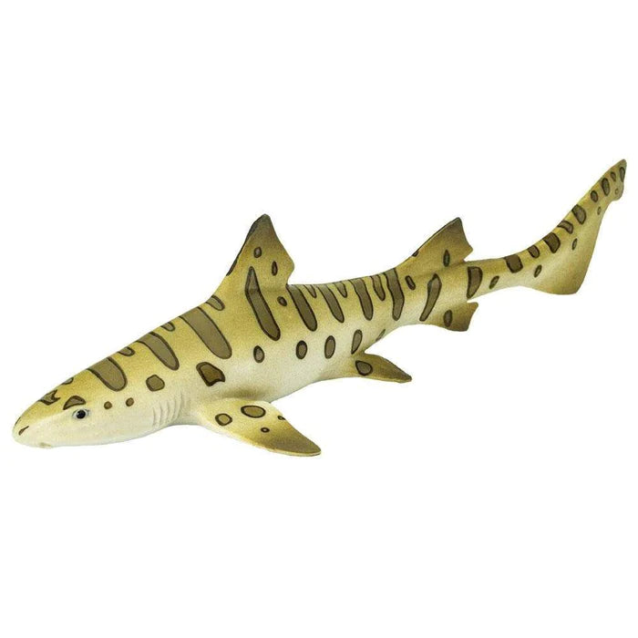 Leopard Shark