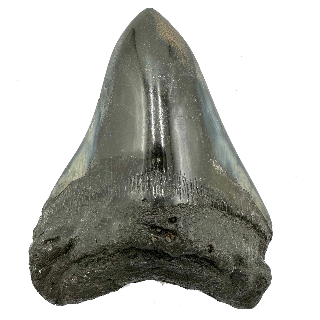 Collector's Megalodon Tooth 5.5 Inches