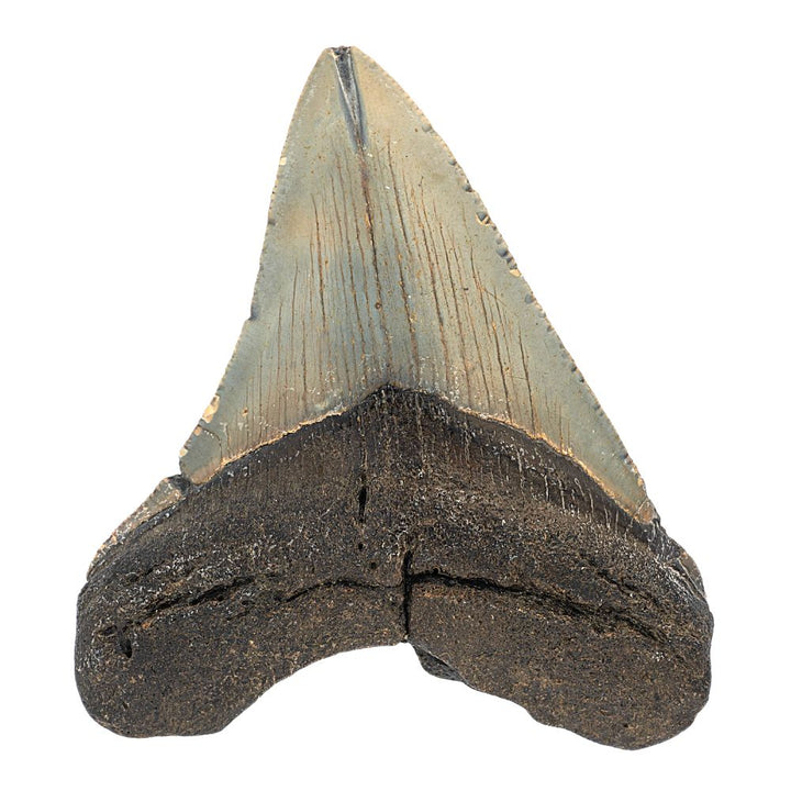 Megalodon Tooth- 3.5 Inches