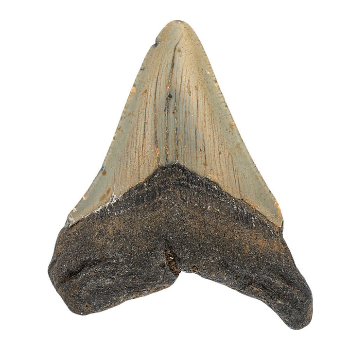 Megalodon Tooth- 3 Inches