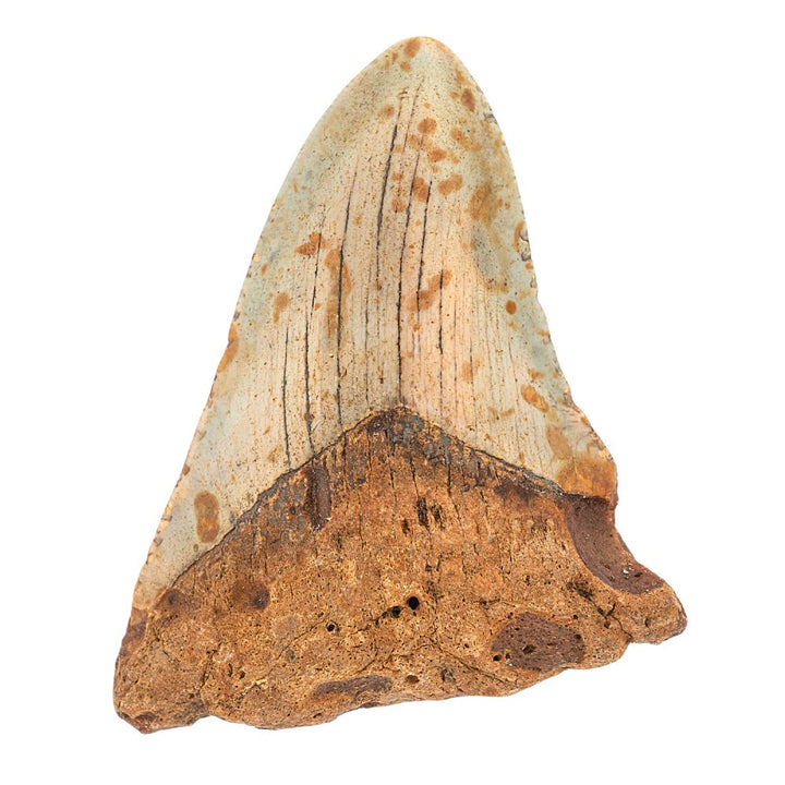 Megalodon Tooth- 3 Inches