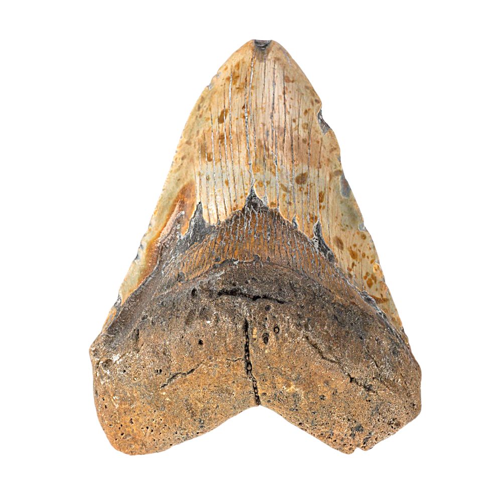 Megalodon Tooth- 5.5 Inches
